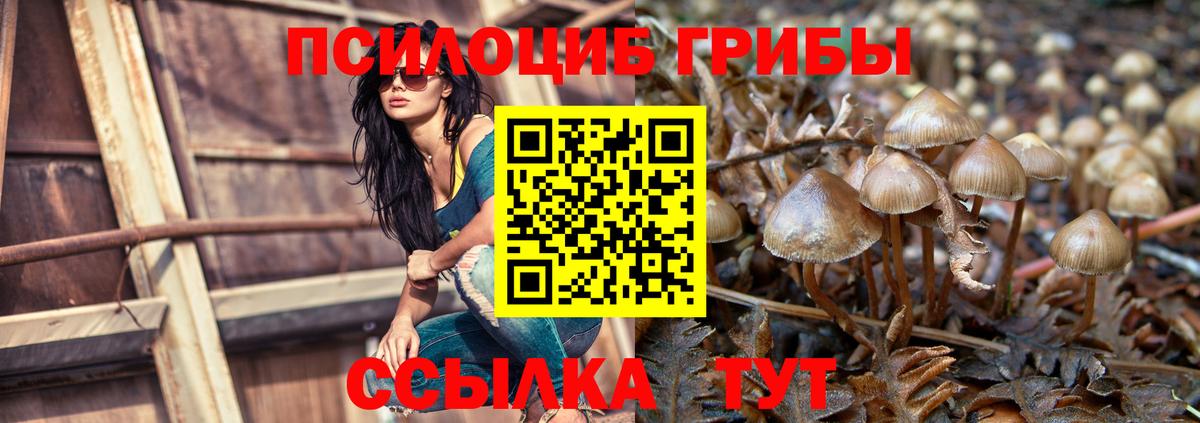 купить наркотики цена  Галлюциногенные грибы MAGIC MUSHROOMS  Острогожск  Вход с VPN  Псилоцибиновые грибы Cubensis 
